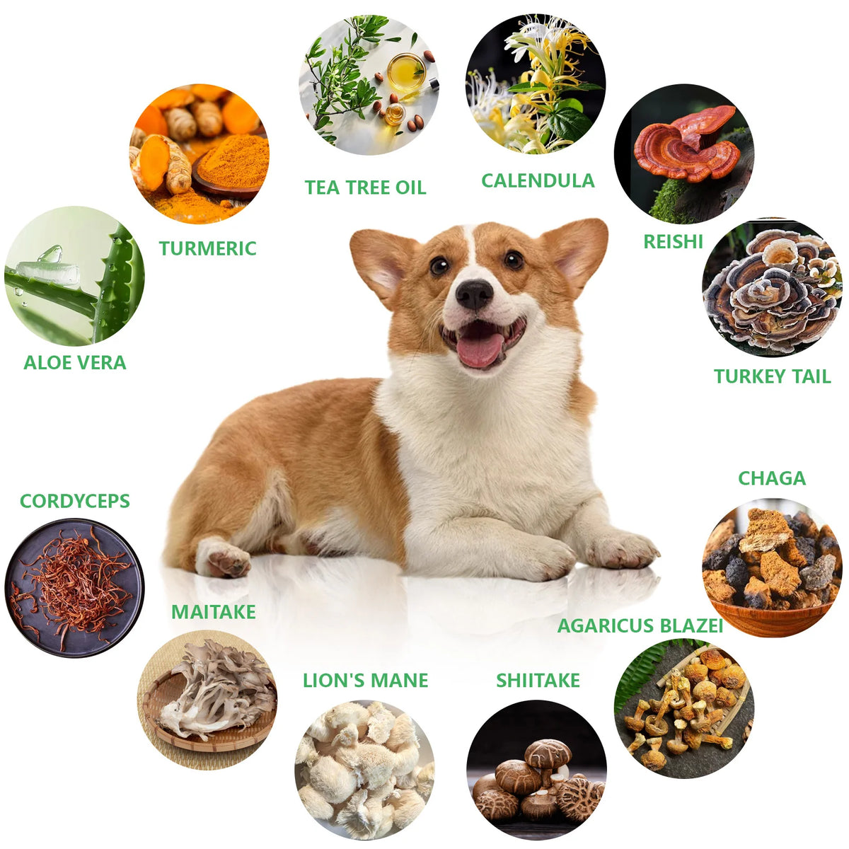 PawSoothe™ Lumps & Bumps Pet Cream: Comprehensive Treatment for Various Tumors - Prevention + Treatment in One